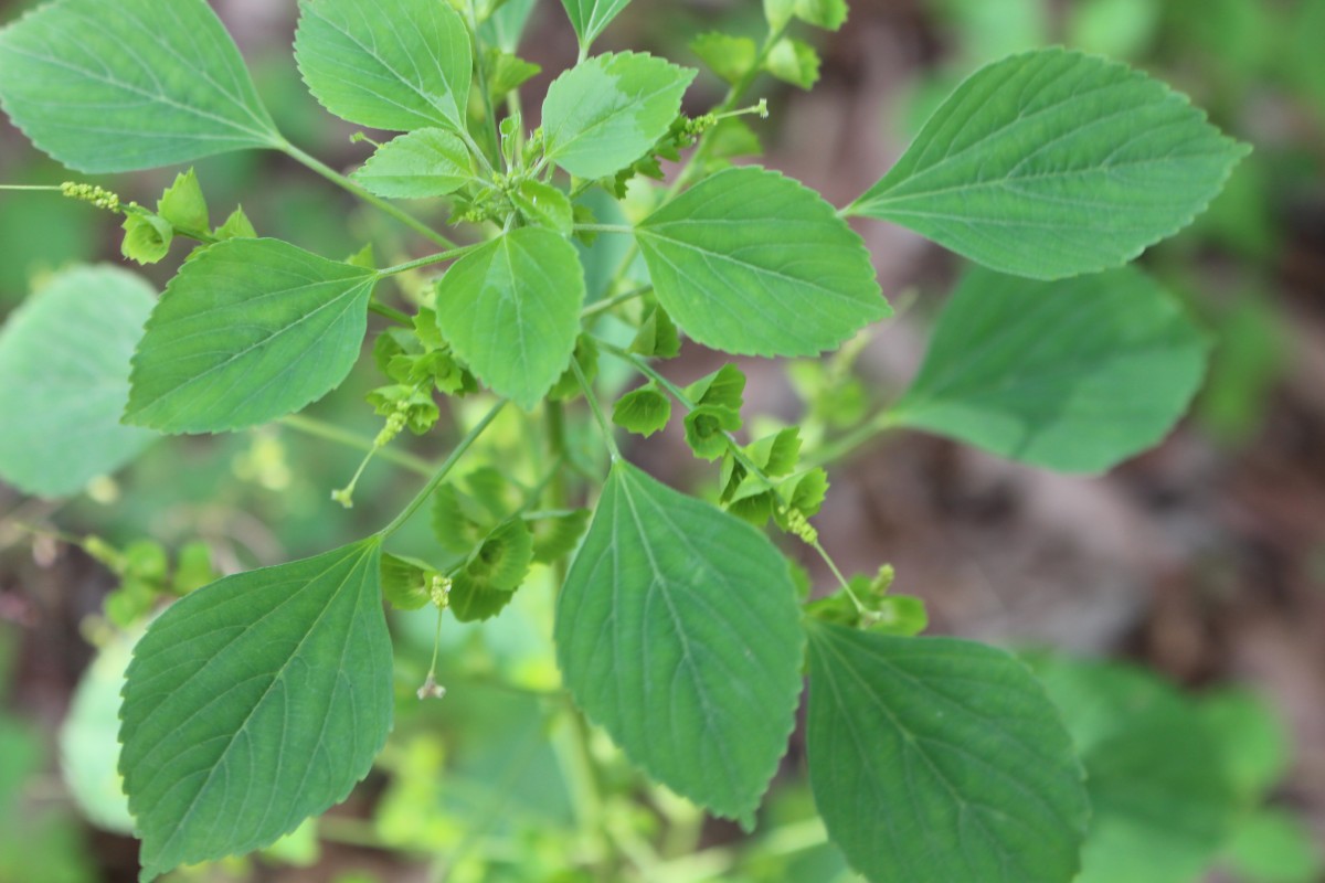 Acalypha indica L.